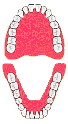 http://www.e-net.or.jp/user/setuhito/dtl/denture.gif